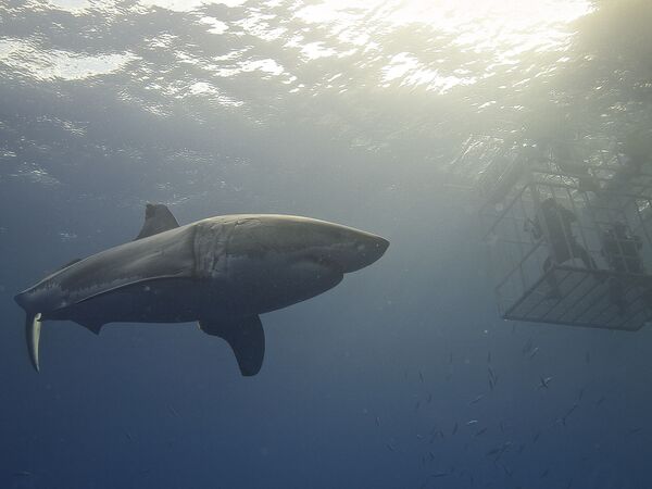 Tubarão-branco no mar - Sputnik Brasil
