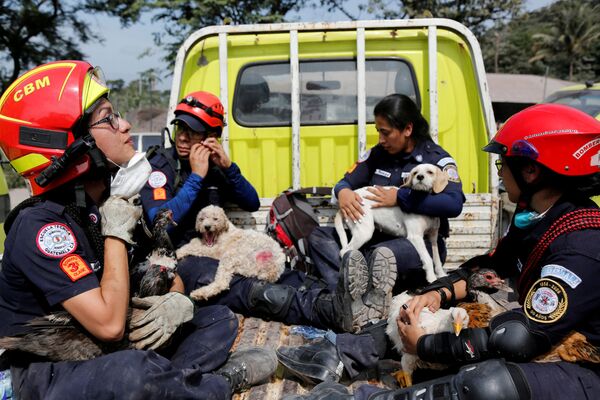 Bombeiros com animais resgatados da área afetada pela erupção do vulcão Fuego, na Guatemala. - Sputnik Brasil