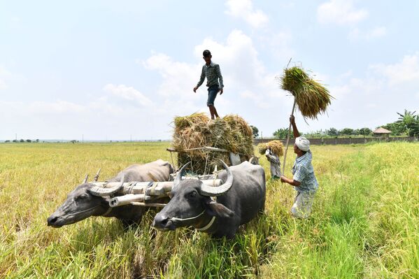 Fazendeiros indianos carregam arroz colhido na povoação de Burha Mayong, estado de Assam. - Sputnik Brasil