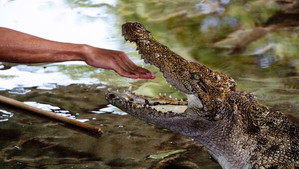 Homem estendendo a mão a crocodilo - Sputnik Brasil