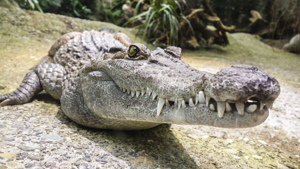 Crocodilo (imagem ilustrativa) - Sputnik Brasil