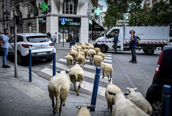 Um granjeiro atravessa a rua com um rebanho de ovelhas nos arredores de Paris - Sputnik Brasil