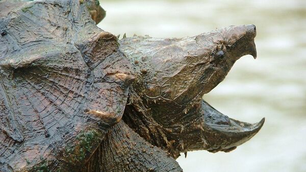 Tartaruga-aligator (foto de arquivo) - Sputnik Brasil