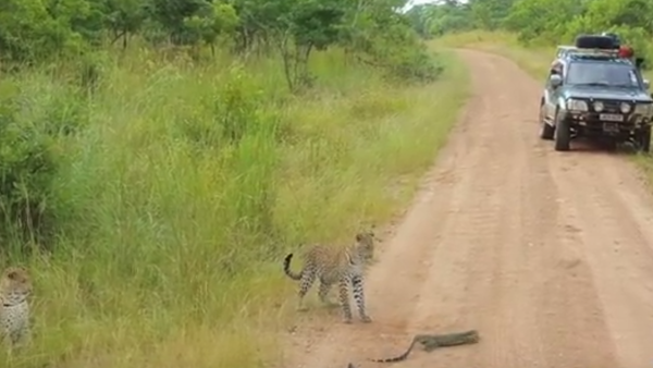 Filhotes de leopardo brincam com lagarto - Sputnik Brasil