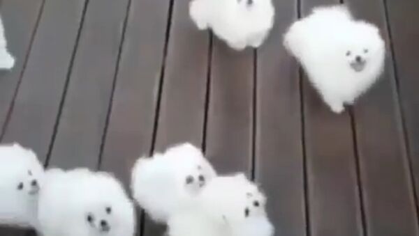 Cachorros que parecem nuvens - Sputnik Brasil