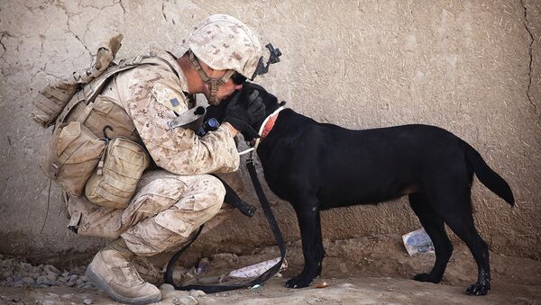 Cachorro com um militar (imagem referencial) - Sputnik Brasil