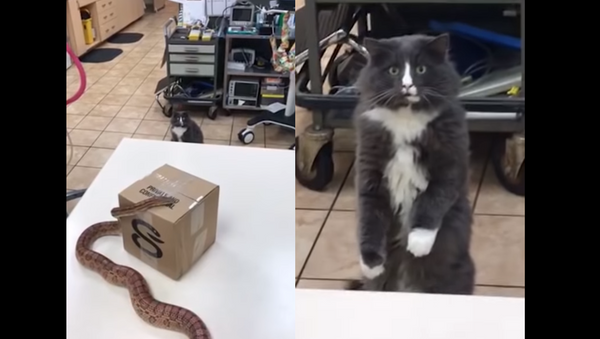 Gato petrificado diante de serpente - Sputnik Brasil