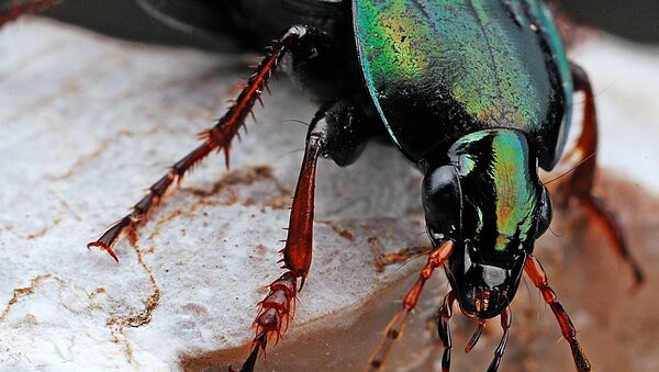 Um escaravelho - Sputnik Brasil