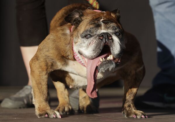 Buldogue inglês Zsa Zsa, que recebeu o título do Cachorro mais feio na Califórnia - Sputnik Brasil