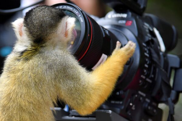 Primata sul-americano – saimiri boliviensis – olha para a objetiva da câmera instalada no jardim zoológico de Londres, Reino Unido - Sputnik Brasil