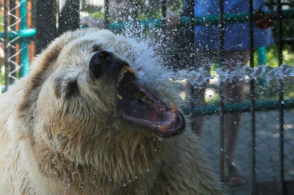 Urso branco toma duche em um dia quente no jardim zoológico Roev Ruchey na cidade russa de Krasnoyarsk - Sputnik Brasil