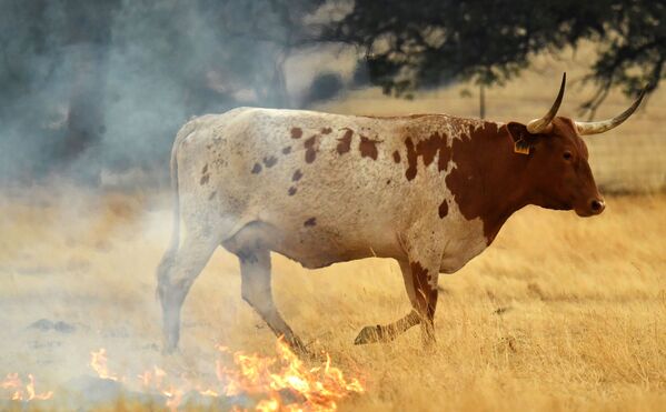 Vaca caminhando em uma pastagem ardendo, Califórnia - Sputnik Brasil