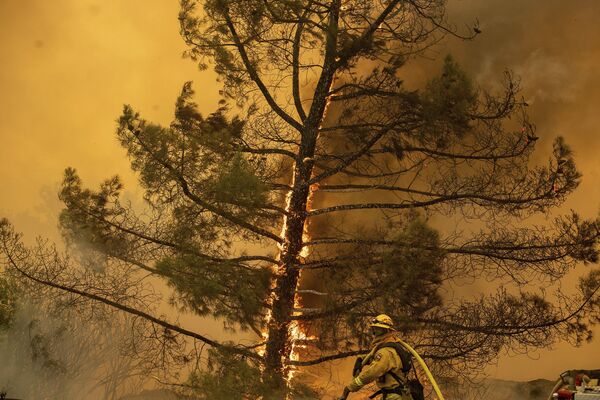 Bombeiro com uma árvore em chamas em fundo, Califórnia - Sputnik Brasil