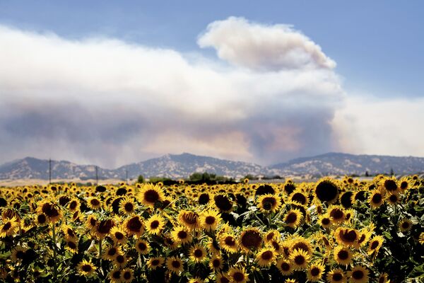 Fumaça de incêndios florestais subindo atrás de um campo de girassóis, Califórnia - Sputnik Brasil