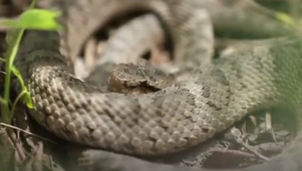 Paraíso serpentário: essa ilha abriga quase 20 mil cobras únicas - Sputnik Brasil