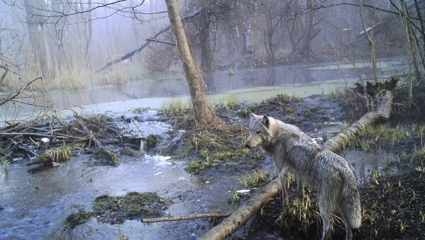 Lobo na floresta da parte ucraniana da zona de exclusão de Chernobyl (foto de arquivo) - Sputnik Brasil