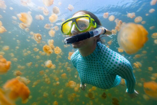 Aa medusas no Lago das águas-vivas conta com uma população de 2 milhões de exemplares, cuja espécie permite até mesmo tocá-las - Sputnik Brasil