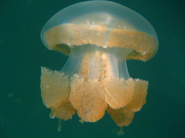 As medusas deste lago são muito especiais. A evolução fez com que os tentáculos das medusas perdessem suas células urticantes – capazes de causar queimaduras a outras espécies - Sputnik Brasil