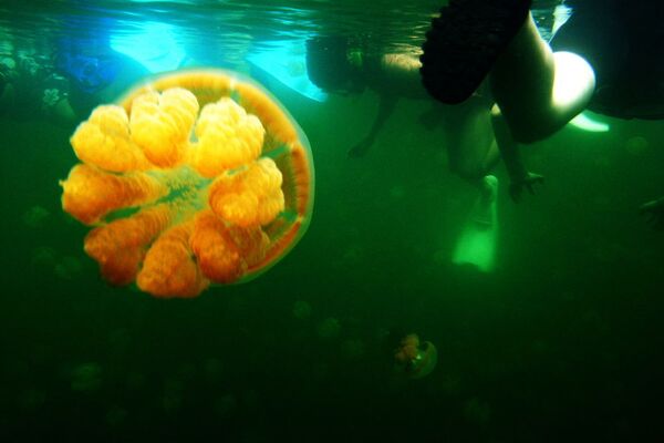 As medusas se encontram principalmente na parte superior do lago, onde a água é rica em oxigênio - Sputnik Brasil