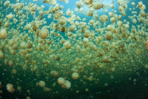 Atualmente, aproximadamente 2 milhões de medusas habitam esse lago pouco salgado - Sputnik Brasil