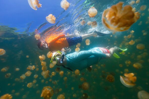 Graças a esta espécie de medusa, é possível nadar no lago mesmo sem roupas de mergulho - Sputnik Brasil
