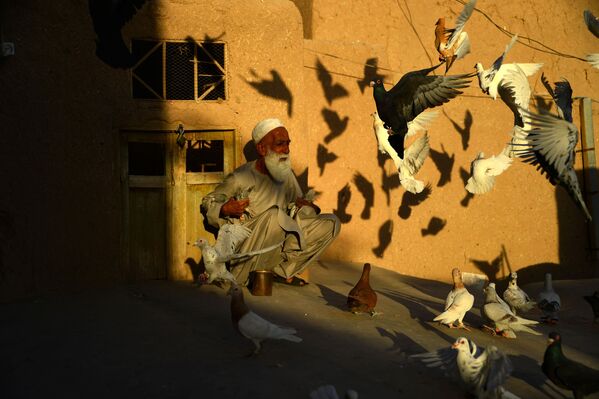 Criador de pombos afegão Abdul Gani, de 70 anos, alimentando as aves no telhado de sua casa na cidade afegã de Herat - Sputnik Brasil