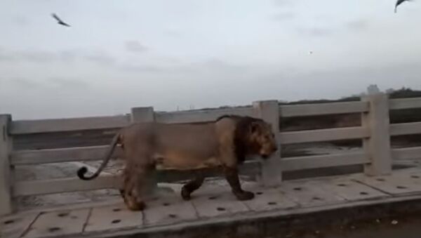 Leão passeia por ponte perto de Raichur, na Índia - Sputnik Brasil