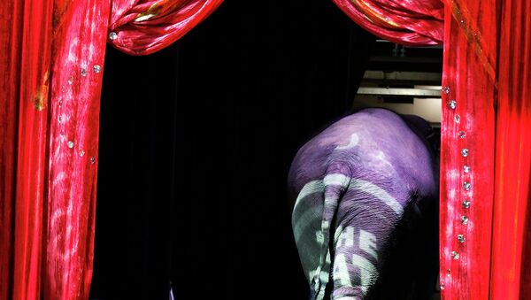 Elefante saindo da cena em um circo em Washington (foto de arquivo) - Sputnik Brasil