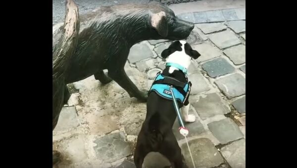 Cachorro de verdade latindo para estátua de cachorro - Sputnik Brasil