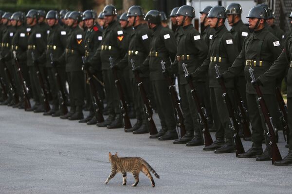 Gata selvagem perto da guarda de honra que aguarda o presidente turco, Recep Tayyip Erdogan, em Nicósia - Sputnik Brasil