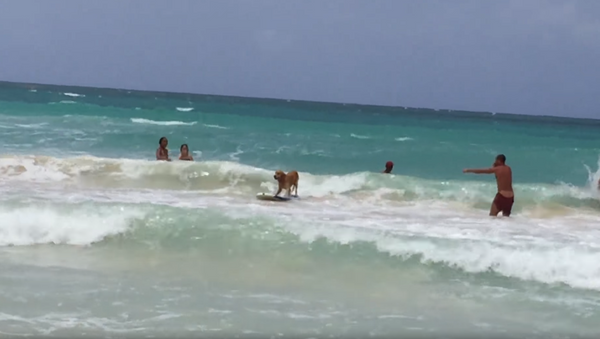Cachorro surfando em praia da República Dominicana - Sputnik Brasil