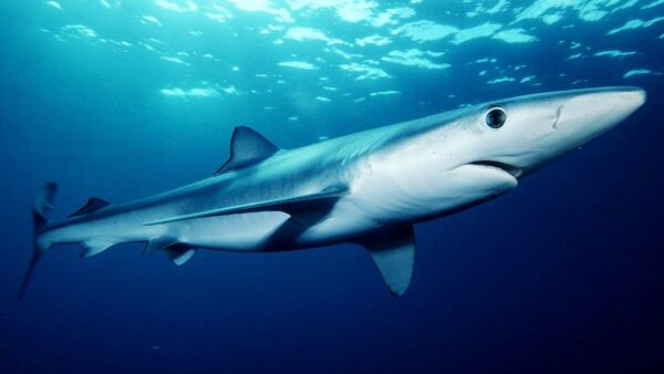 Tubarão-azul no sul da Califórnia (imagem de arquivo) - Sputnik Brasil