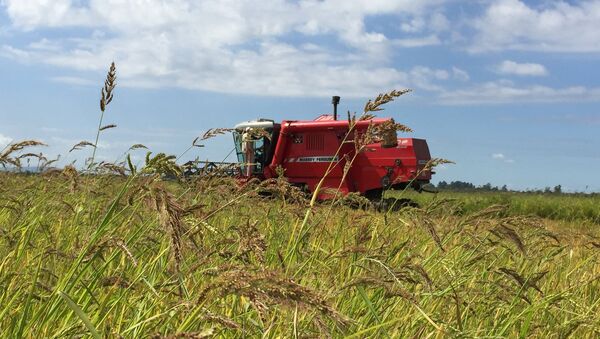 Plantação de arroz no Rio Grande do Sul - Sputnik Brasil