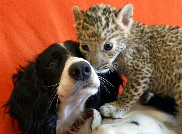Cachorra Sheri e o leopardo bebé Stephany que ela adotou. - Sputnik Brasil