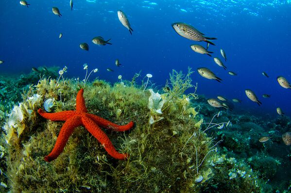 Estrela-do-mar nas águas próximas às Ilhas Líparas - Sputnik Brasil