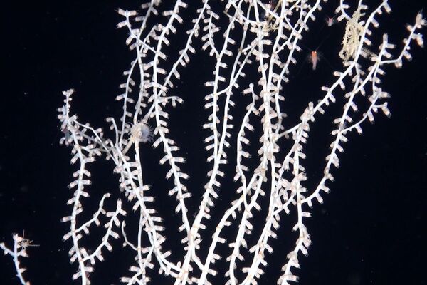Corais Isididae que habitam o fundo marinho da ilha Lípara - Sputnik Brasil