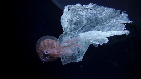 Água-viva nada junto com uma peça de plástico no mar Tirreno, Itália - Sputnik Brasil