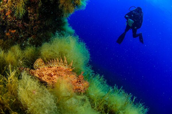 Mergulhador da expedição observando criaturas marinhas perto de um recife próximo às Ilhas Líparas - Sputnik Brasil