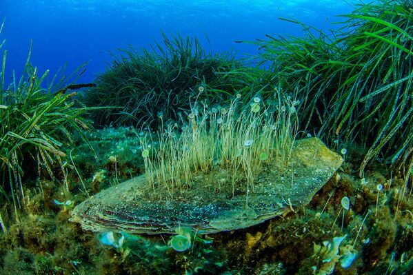 As algas verdes são parte integrante do ecossistema marinho do mar Tirreno - Sputnik Brasil