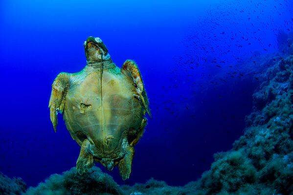 Uma tartaruga fotografada durante a expedição às Ilhas Líparas, Itália, realizada em maio de 2018 - Sputnik Brasil