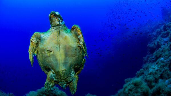 Uma tartaruga fotografada durante expedição às Ilhas Líparas, Itália, realizada em maio de 2018 - Sputnik Brasil