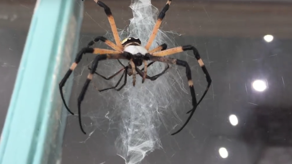 Aranha devora outra aranha menor - Sputnik Brasil