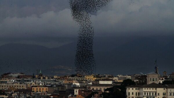 Milhões de moscas invadem cidade (imagem ilustrativa) - Sputnik Brasil