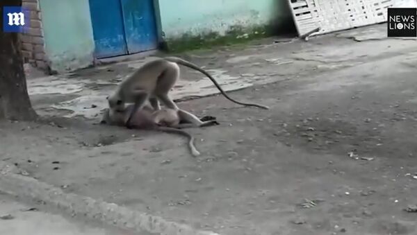 Vídeo de partir o coração mostra macaco tentando ressuscitar colega - Sputnik Brasil