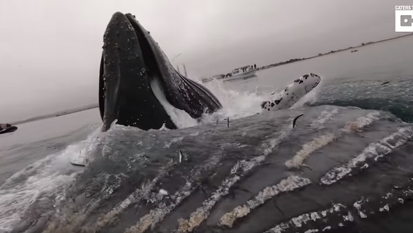Baleia gigante surge subitamente perto de canoísta - Sputnik Brasil