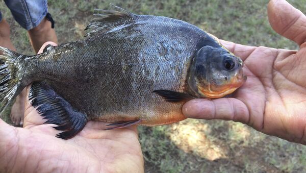 Peixe pacu típico da América do Sul foi capturado por uma menina de 11 anos em um lago de Oklahoma (EUA), em 22 de julho - Sputnik Brasil