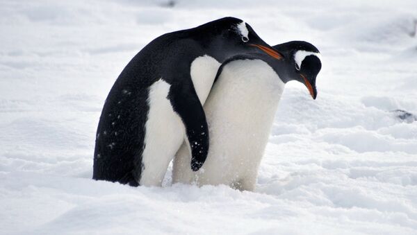 Pinguins na Antártida - Sputnik Brasil