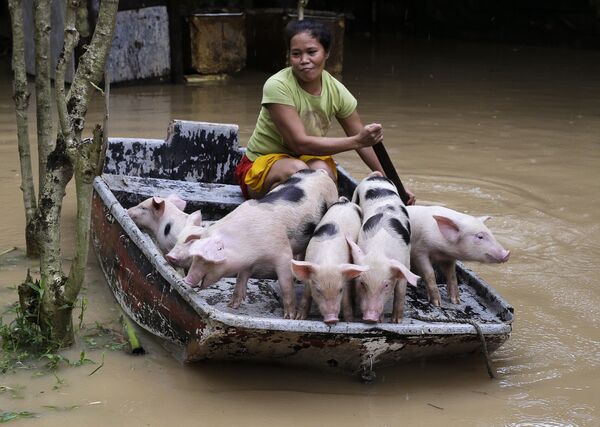 Mulher transportando porcos de barco após inundação nas Filipinas - Sputnik Brasil