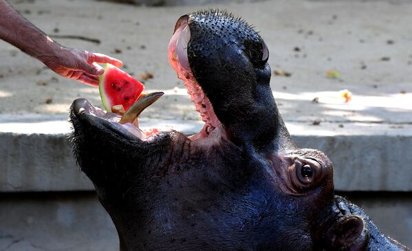 Funcionário de um zoológico alimenta um hipopótamo com melancia gelada, Roma. - Sputnik Brasil