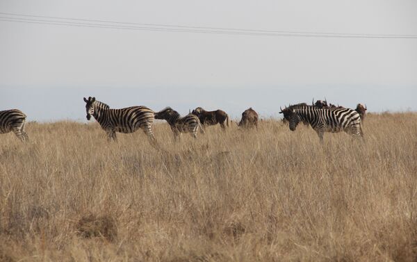 Zebras em parque de natureza selvagem de Kleinfontein - Sputnik Brasil
